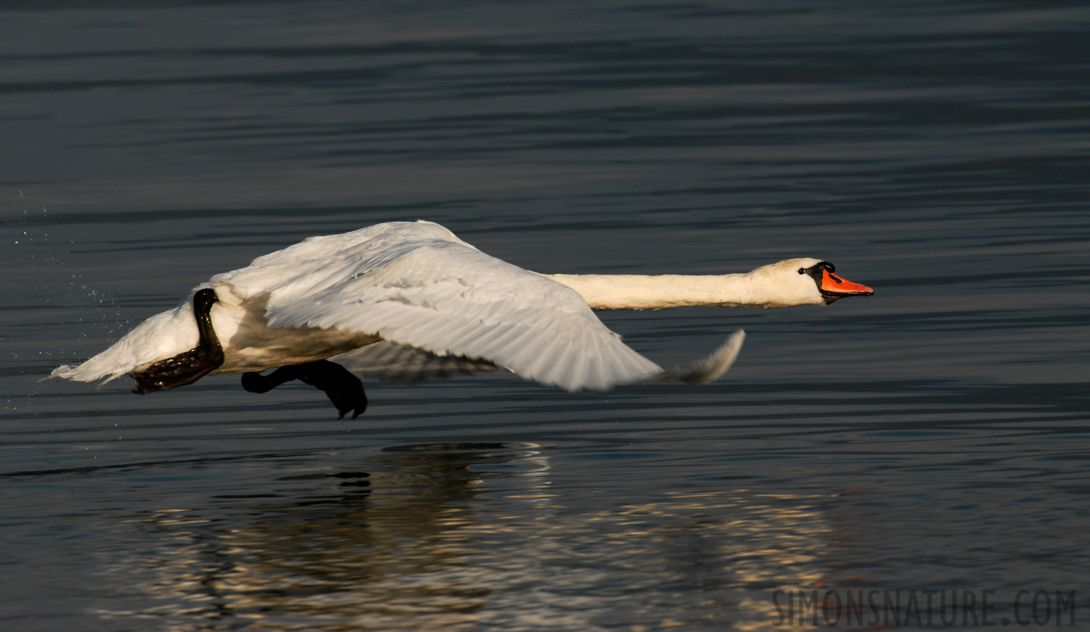 Cygnus olor [550 mm, 1/640 sec at f / 9.0, ISO 200]